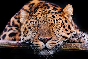 brown jaguar